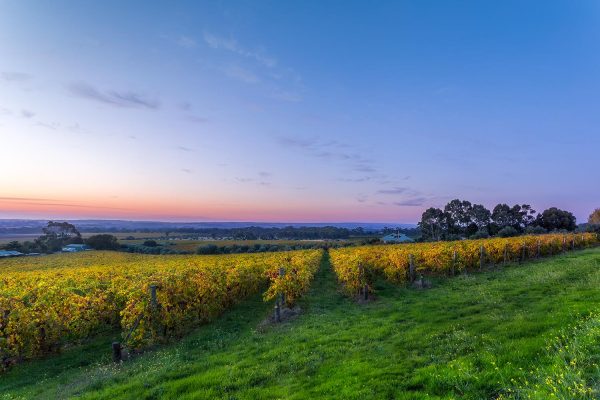 McLaren Vale Wine Region Tour Guide Secrets